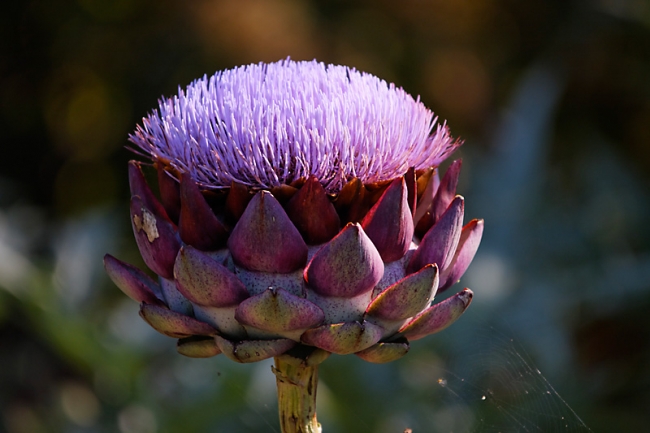 Chateau du Champ de Bataille-076